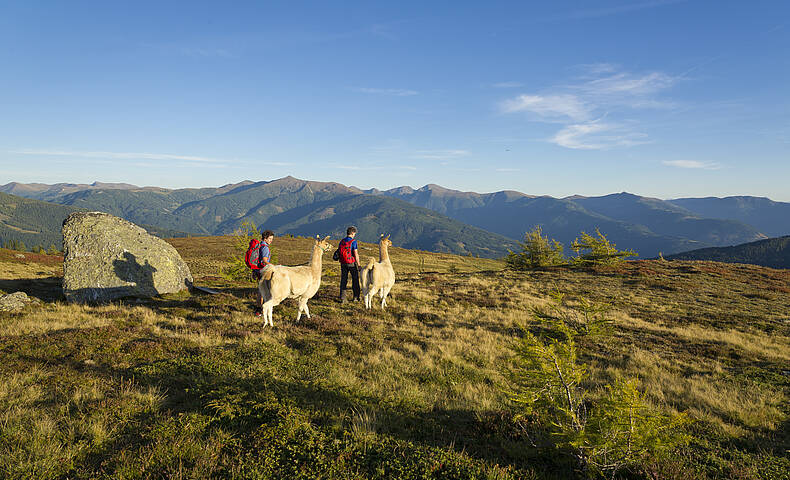 Lamatrekking am Katschberg