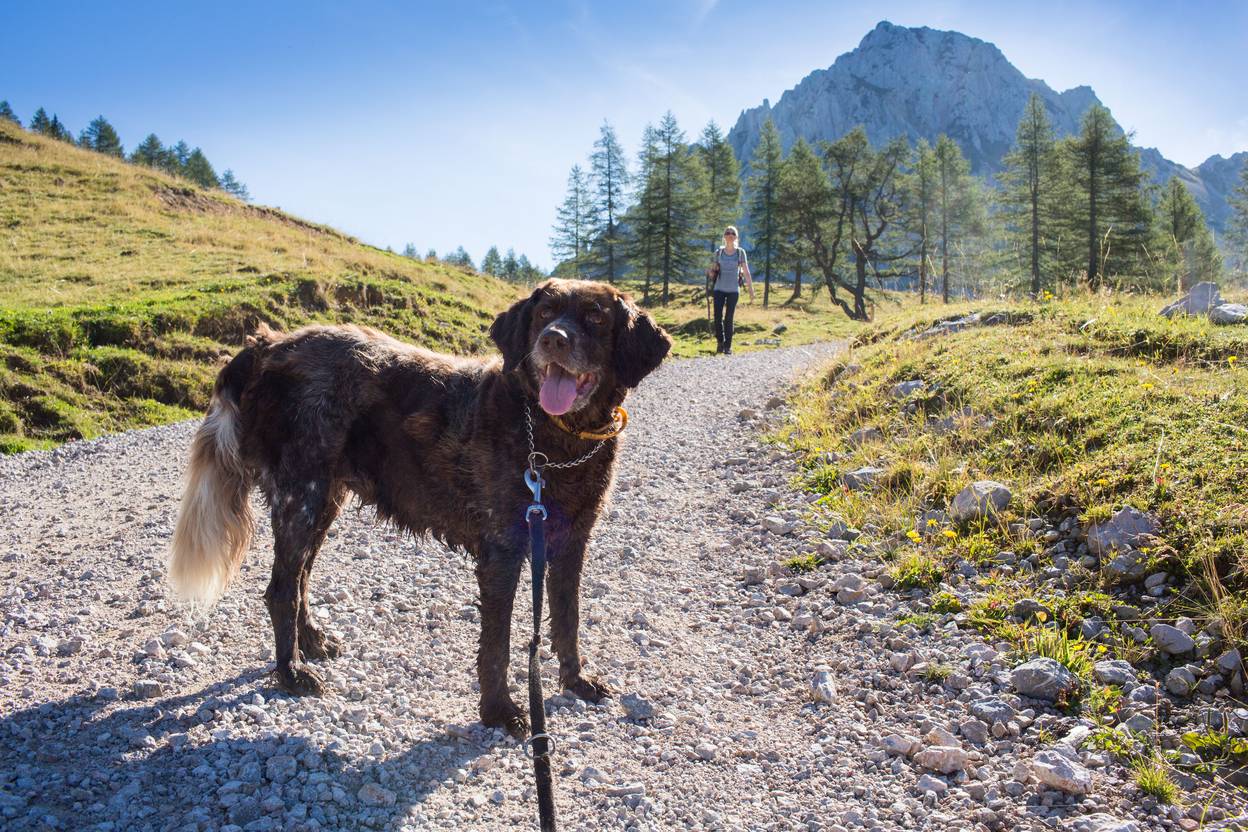 Wanderung mit Hund zur Klagenfurter Hütte
