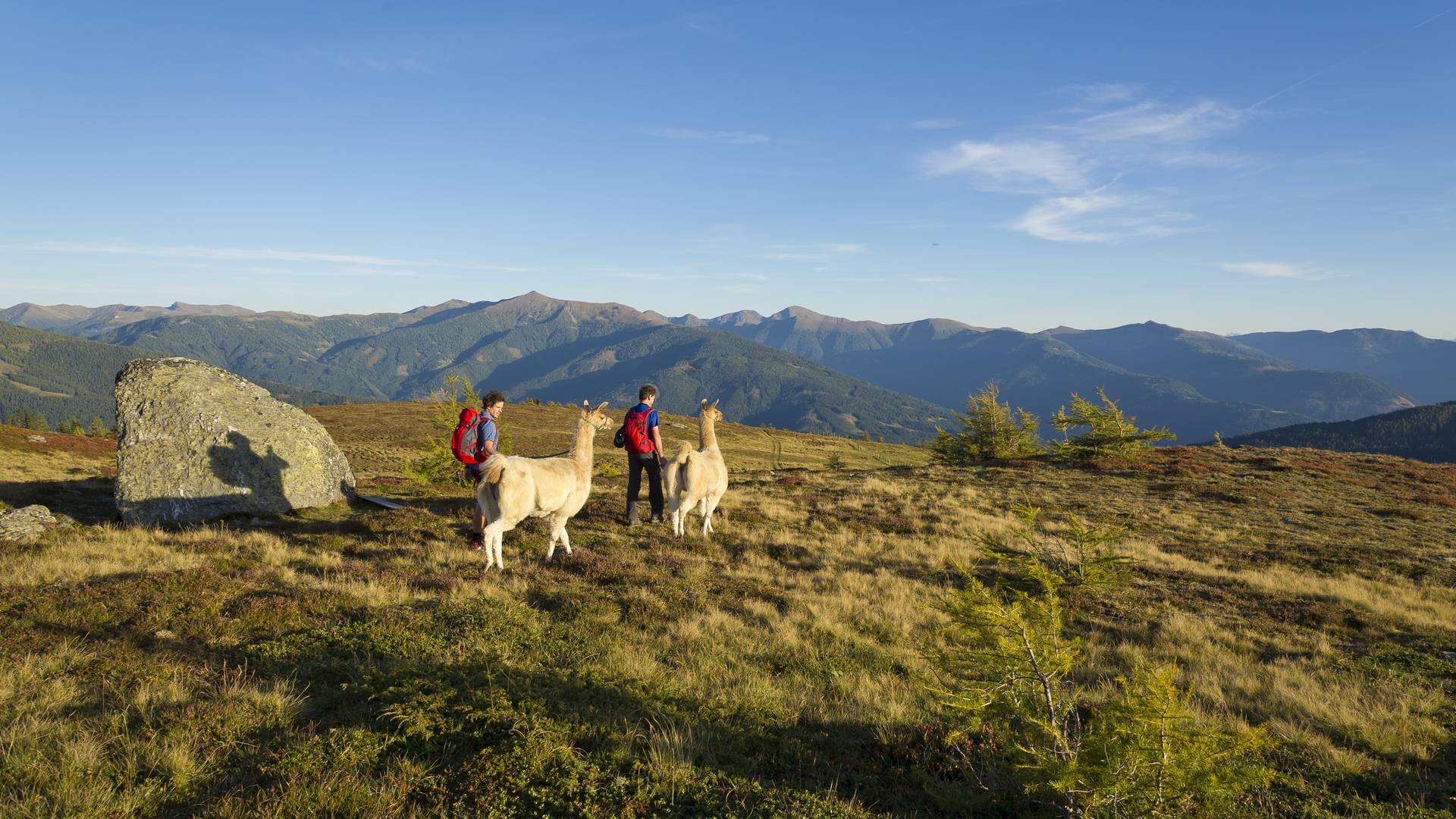 Lamatrekking am Katschberg