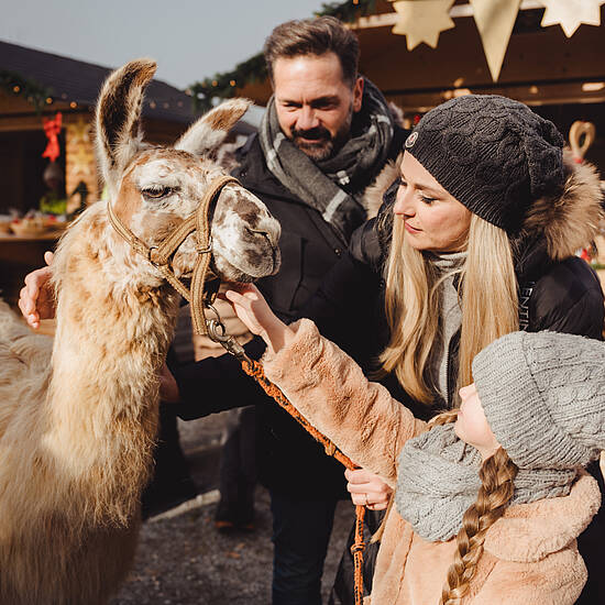 Advent am Pyramidenkogel mit Lama Spaziergang